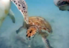 turtle sup action barbados