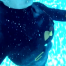 patagonia big wave rescue vest