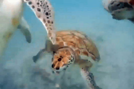 turtle sup action barbados