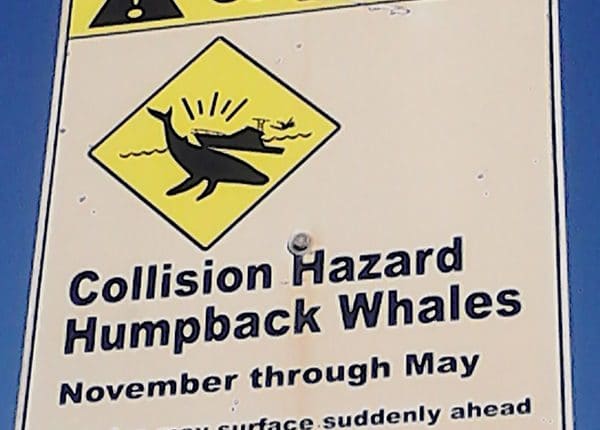 superflavor jenny surft warning