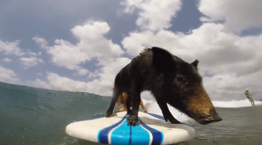 surfing pig kama - das surfende schwein